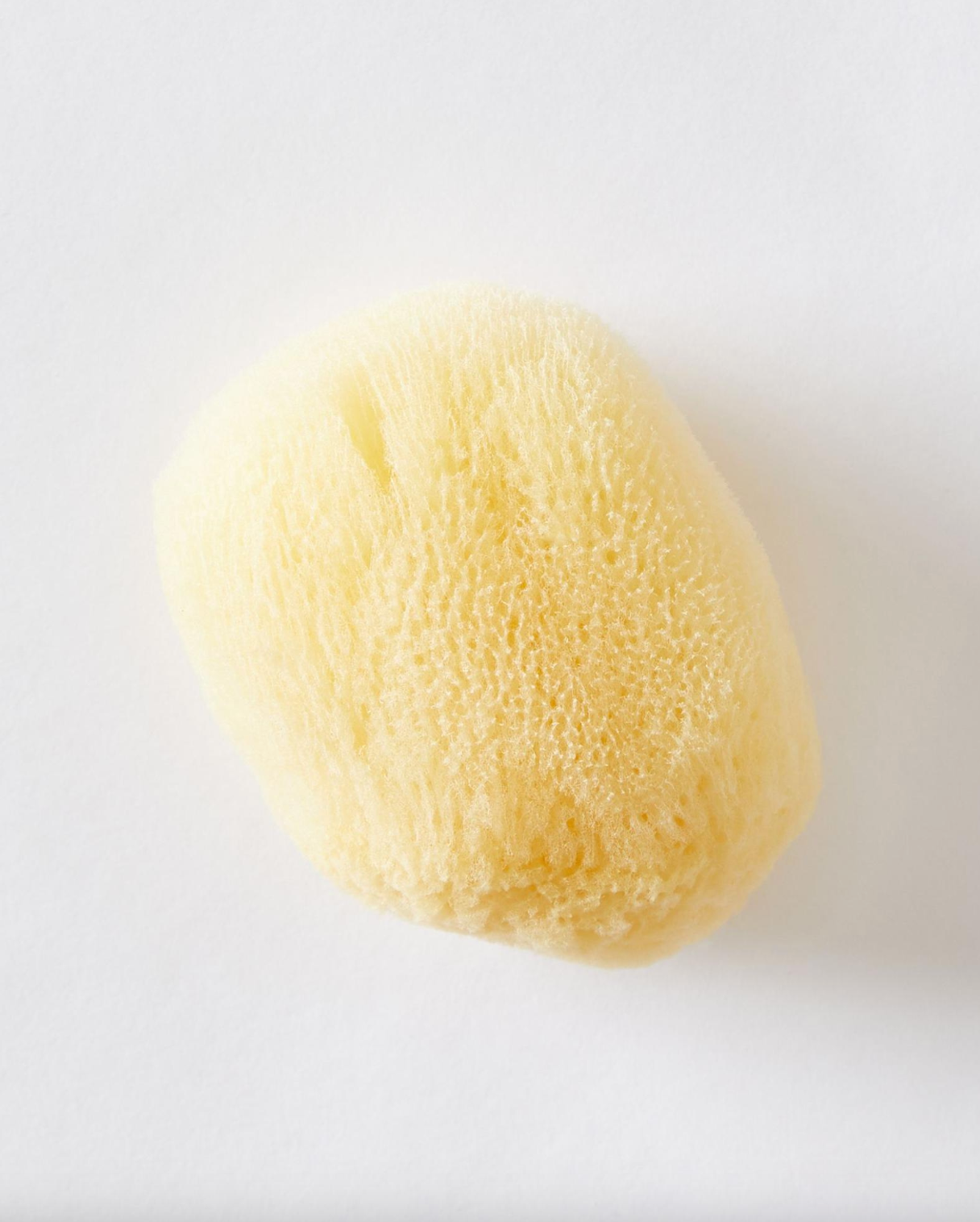 Sea Sponge
